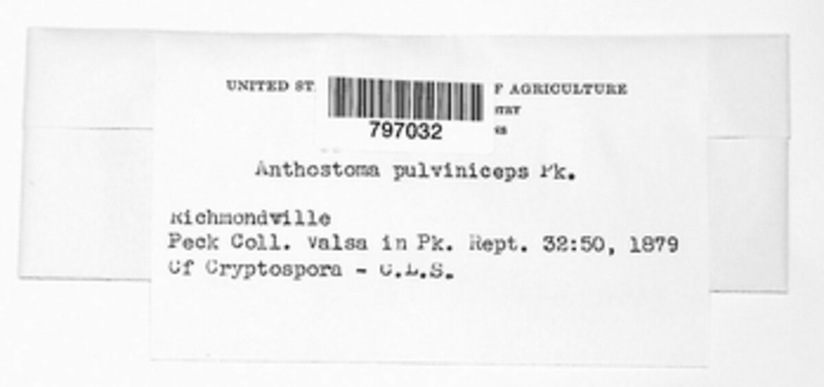 Anthostoma pulviniceps image